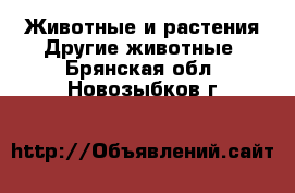 Животные и растения Другие животные. Брянская обл.,Новозыбков г.